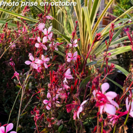 Gaura lindheimeri 'Steffi Blush Pink'