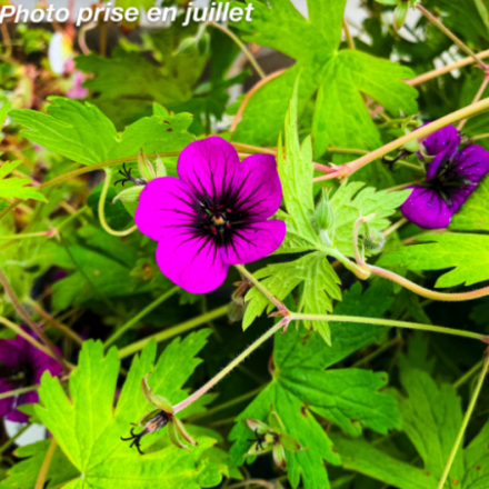 Geranium 'Ann Folkard'
