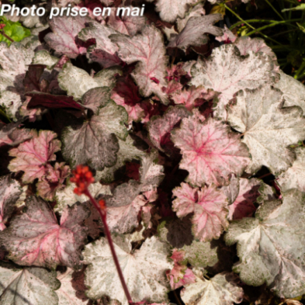 Heuchera x 'Pinky Panky®' - Heuchère