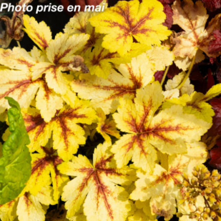 Heucherella 'Golden Zebra®'