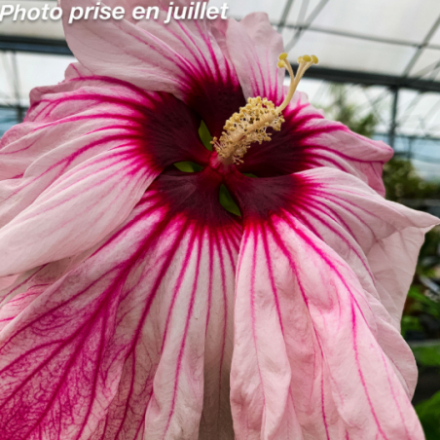 Hibiscus summerific® 'Cherry Cheesecake'