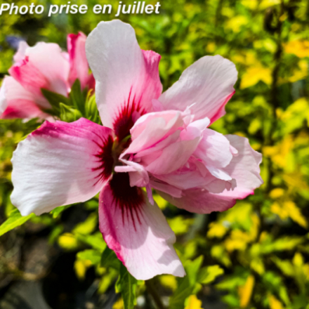 Hibiscus syriacus 'French Cabaret® Pastel'