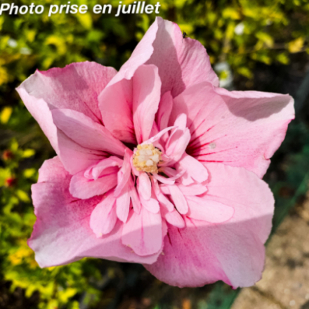 Hibiscus syriacus 'Pink Chiffon'