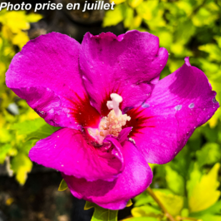 Hibiscus syriacus 'Starburst Chiffon' - Hibiscus