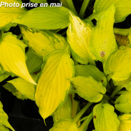 Hosta 'Lady Guinevere'