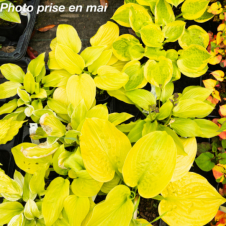 Hosta 'Summer Breeze'