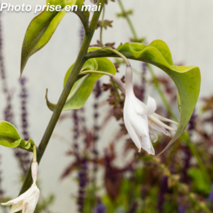 Hosta x 'Jurassic Park' - Hosta géant