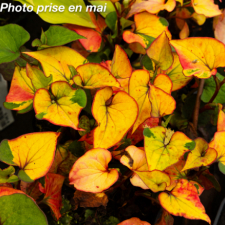 Houttuynia cordata 'Chameleon'