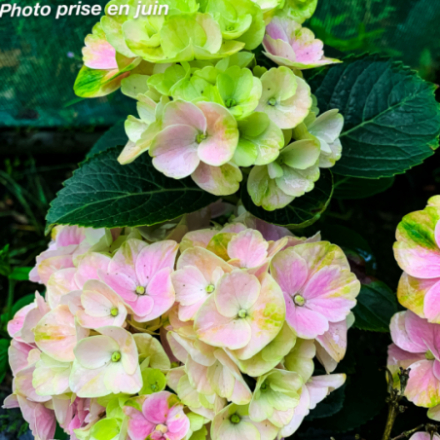Hydrangea macrophylla 'Hamburg' - Hortensia