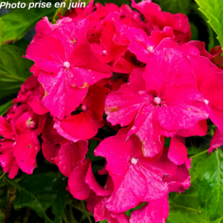 Hydrangea macrophylla 'Maman' - Hortensia