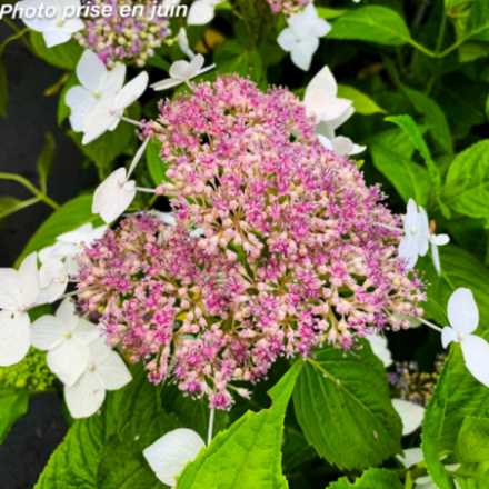 Hydrangea macrophylla 'White Wave' - Hortensia