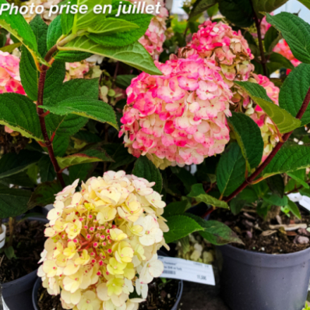 Hydrangea paniculata 'Framboisine®' - Hortensia