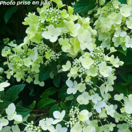 Hydrangea paniculata 'Petite® Star Coustar02' - Hortensia Paniculé