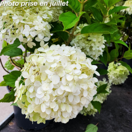 Hydrangea paniculata 'Phantom' - Hortensia