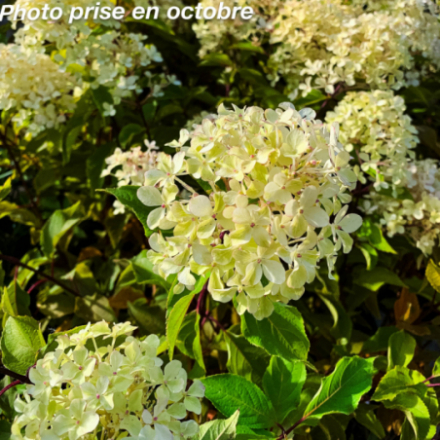 Hydrangea paniculata 'Romantic Ace' - Hortensia
