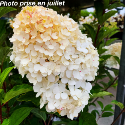 Hydrangea paniculata 'Sundae Fraise' - Hortensia