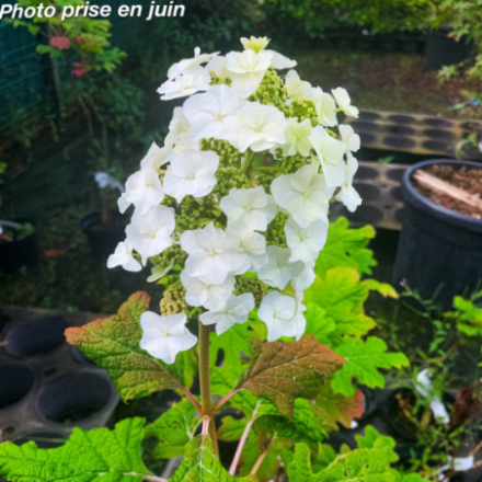 Hydrangea quercifolia 'Snow Queen' - Hortensia