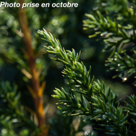 Juniperus chinensis 'Blue Alps'