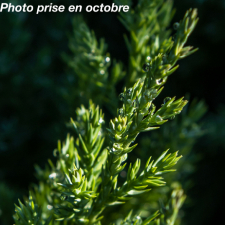 Juniperus chinensis 'Stricta'