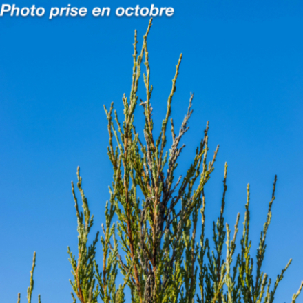 Juniperus scopulorum 'Blue Arrow'