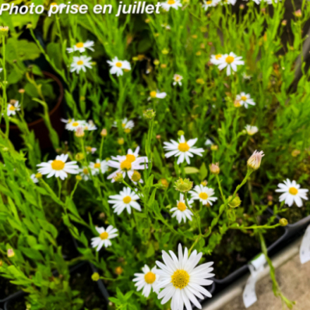 Kalimeris incisa 'Alba'