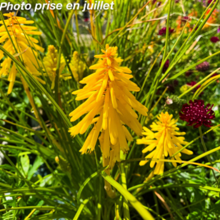Kniphofia 'Banana Popsicle®'