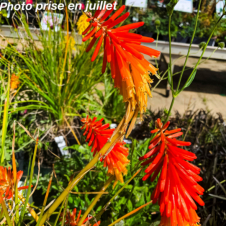 Kniphofia 'Papaya Popsicle'®