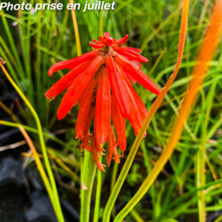 Kniphofia 'Poco Red®'