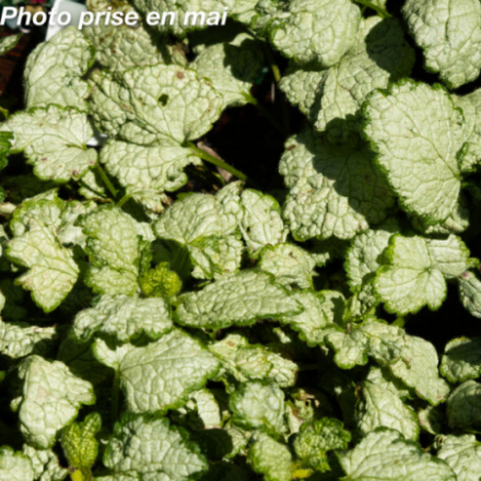 Lamium maculatum 'Beacon Silver'