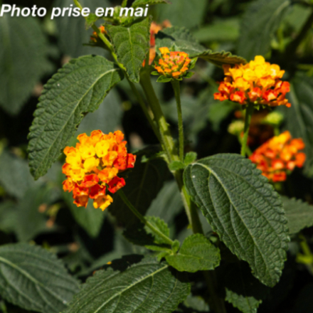 Lantana camara - Lantanier