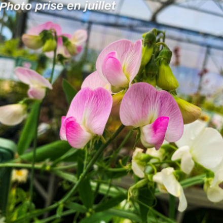 Lathyrus latifolius 'Pink Pearl'
