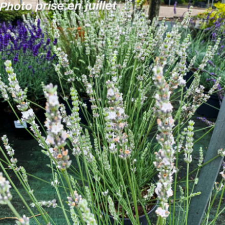 Lavandula angustifolia 'Edelweiss'