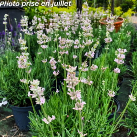 Lavandula angustifolia 'Rose'