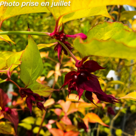 Leycesteria formosa 'Golden Lanterns'
