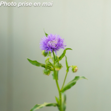 Limonium goniolimon 'Tataricum' - Statice vivace