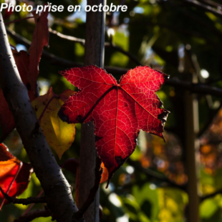Liquidambar styraciflua 'Slender Silhouette'