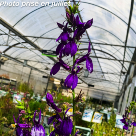 Lobelia speciosa 'Starship Blue'