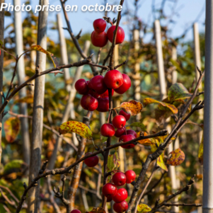 Malus 'Red Sentinel'