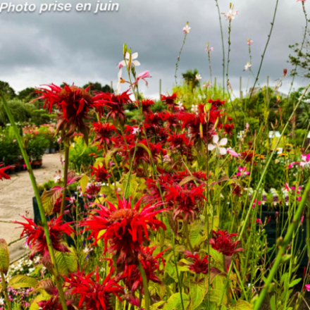 Monarda didyma 'Panorama Red Shades'