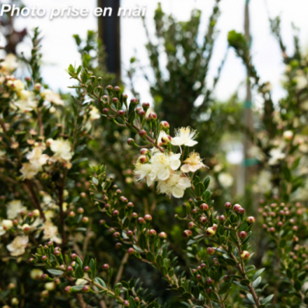 Myrtus communis 'Tarentina'