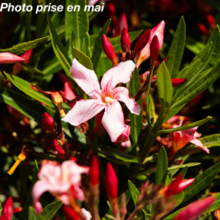 Nerium oleander - Laurier rose