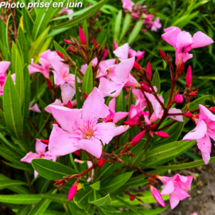 Nerium oleander 'Magaly'