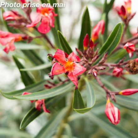 Nerium oleander 'Papa Gambetta'