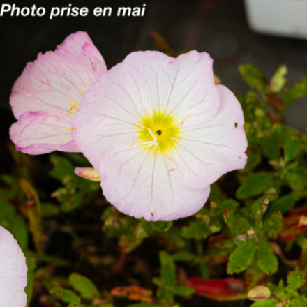 Oenothera speciosa 'Siskiyou'