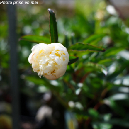 Paeonia lactifolia 'Bridal Grown' - Pivoine