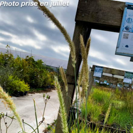 Pennisetum macrourum 'Queue D'or'