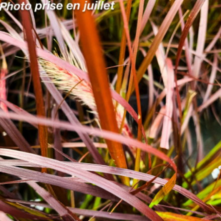 Pennisetum setaceum 'Rubrum' - Herbe aux écouvillons