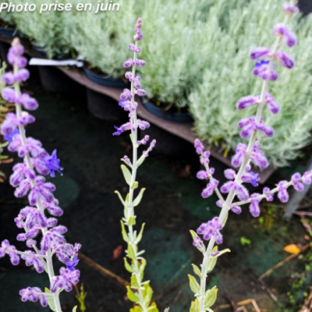Perovskia atriplicifolia 'Little Spire'