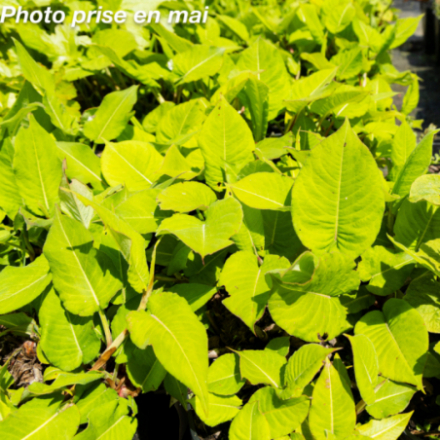 Persicaria amplexicaulis 'Orange'