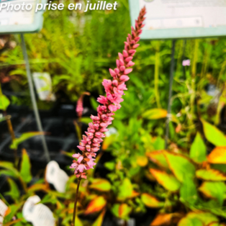 Persicaria amplexicaulis 'Pink Elephant'